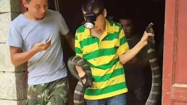 Kobra Tiga Meter Buat Panik Penghuni Rumah