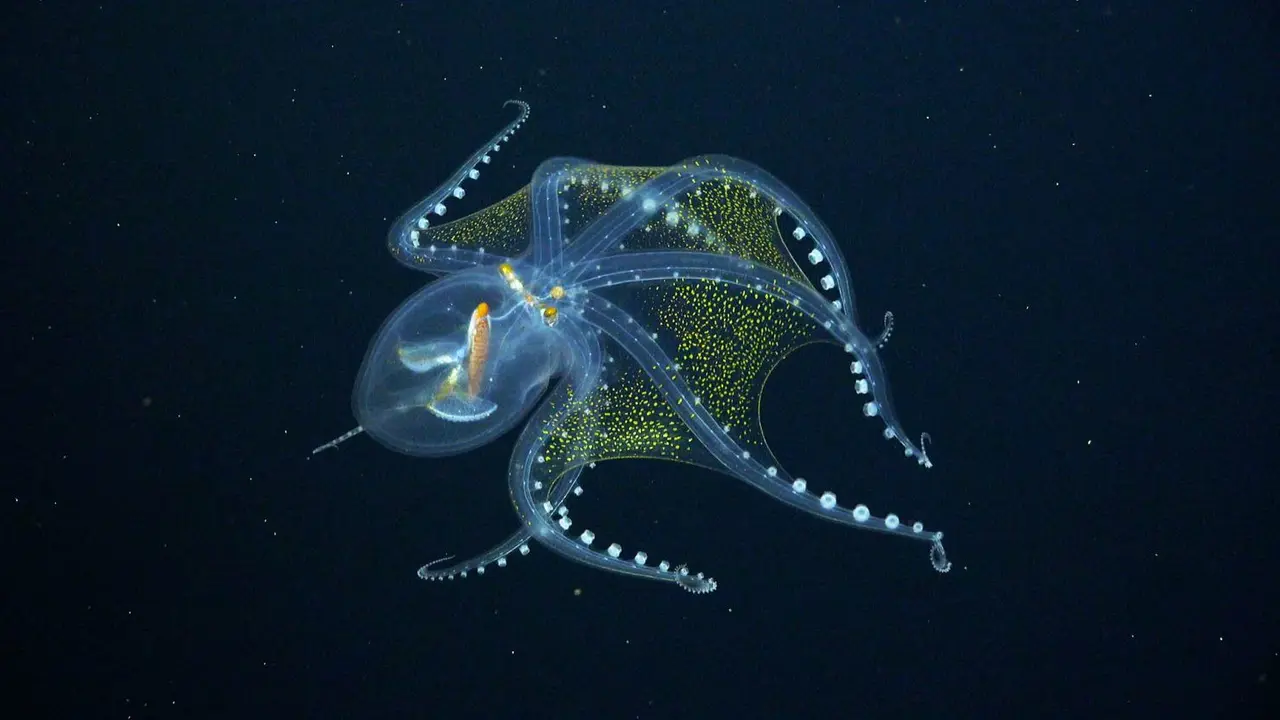 Glass octopus (Schmidt Ocean Institute)