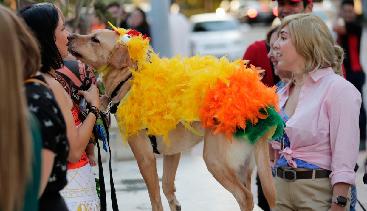 Carolina Saldana (kiri) berdiri dengan anjingnya JC yang berpakaian sebagai karakter burung Heihei dalam film Disney Moana selama kontes kostum anjing Halloween tahunan di Coral Gables Museum, Coral Gables, Florida, Amerika Serikat, Kamis (31/10/2019). (AP Photo/Lynne Sladky)