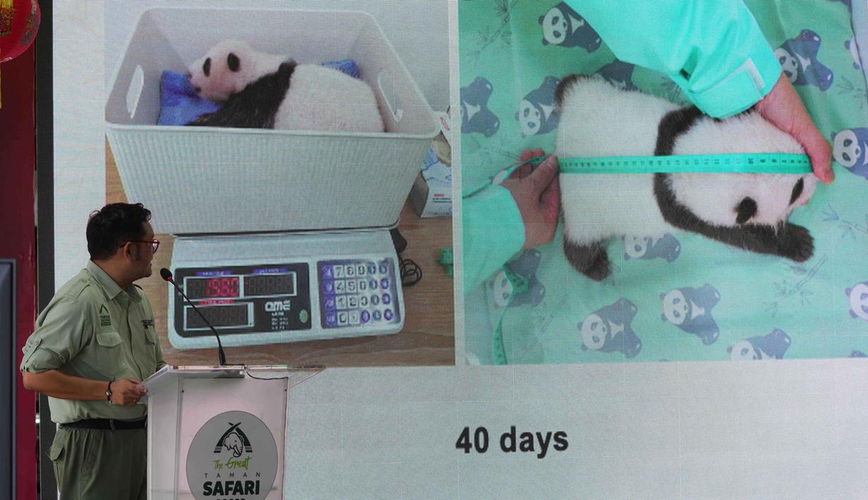 Bayi jantan yang lahir pada 27 November 2025 dari induknya, Hu Chun, ini diberi nama Satrio Wiratama atau Rio. Tampak gambar Satrio Wiratama, yang dijuluki 'Rio', anak panda raksasa pertama yang lahir di Indonesia, ditampilkan pada layar monitor saat dokter hewan senior yang juga Wakil Presiden Ilmu Hayati di Indonesia Safari Park, Bongot Huaso Mulia memberi keterangan di Bogor, Jawa Barat, Selasa 6 Januari 2026. (AP Photo/Dita Alangkara)