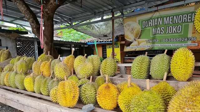 Durian Menoreh Kulon Progo Mas Joko