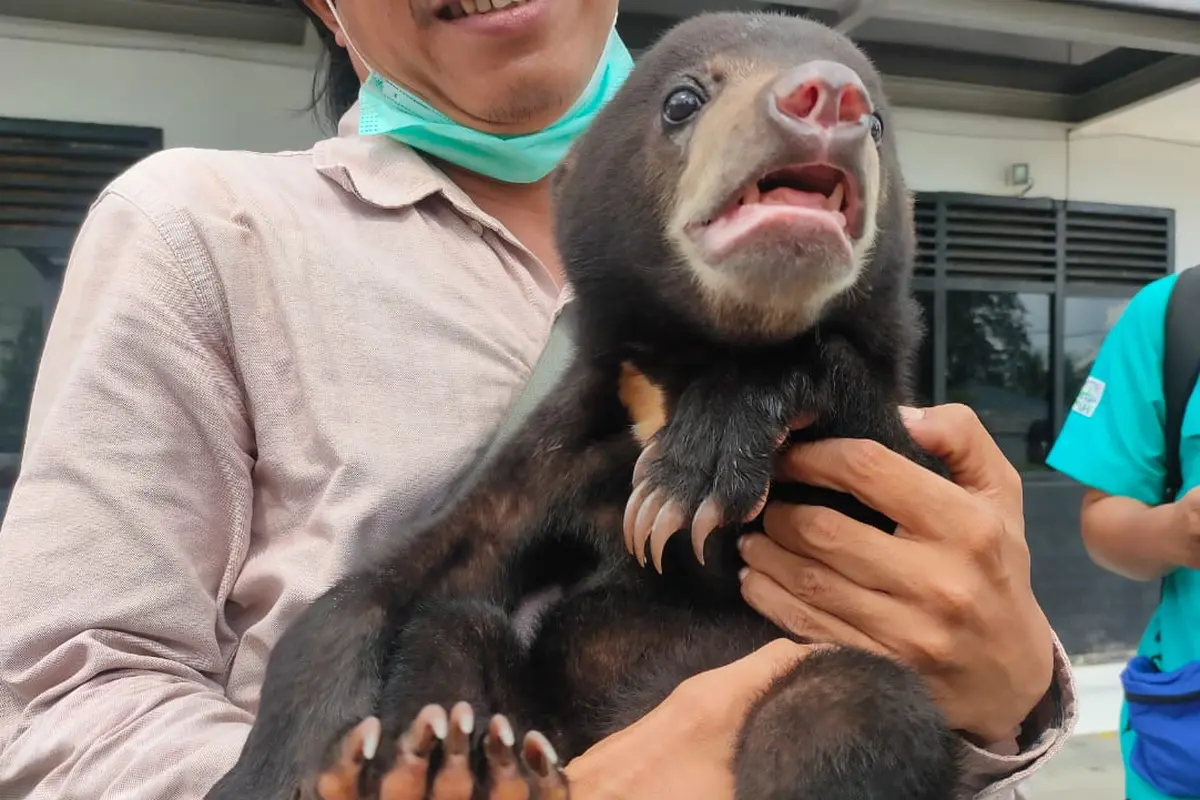Tangisan Anakan Beruang Madu Ditinggal Induknya di Kawasan Konservasi di Sumsel