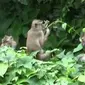 Kawanan monyet sering merangsek ke pemukiman di Purwakarta (Liputan6.com / Abramena)