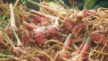 Tak hanya pohon sengon yang di budidaya tapi, juga terdapat tumbuhan jahe merah yang di kembangkan.