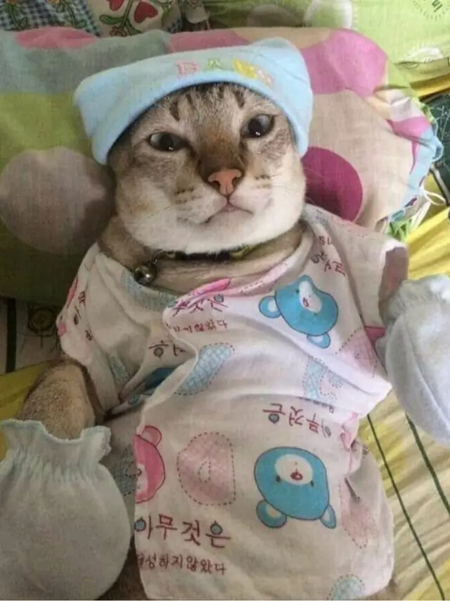 6 Potret Kucing Nyeleneh Gayanya Bak Seorang Bayi Ini Bikin Gemas