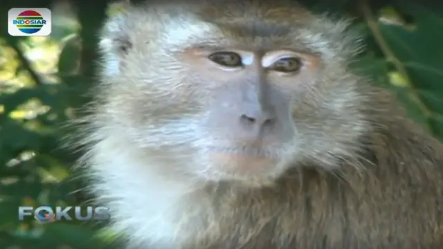 Monyet ekor panjang ini keluar dari Suaka Margasatwa Muara Angke, setelah musim kemarau panjang. 