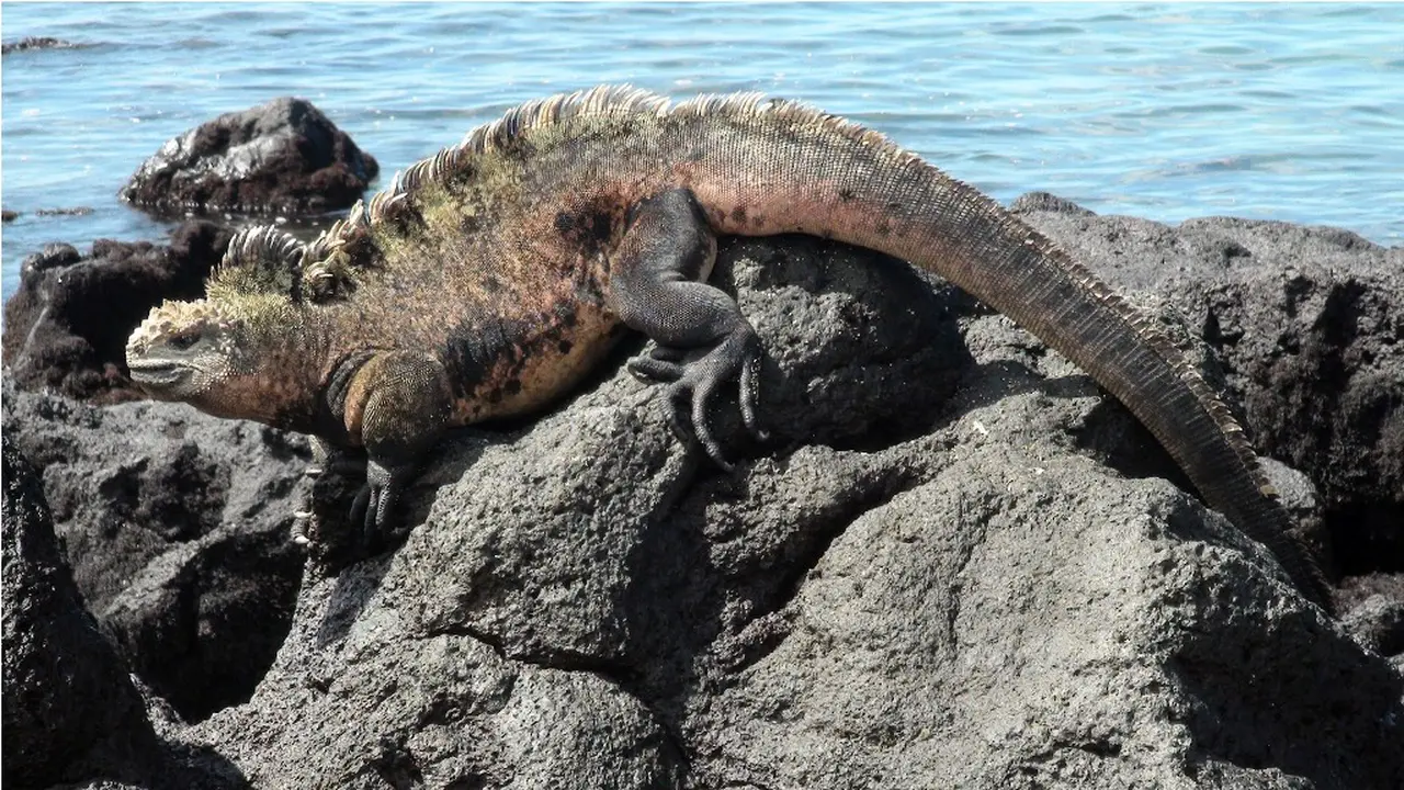 Wow, Ternyata Ini Rupa 'Godzila' di Dunia Nyata!