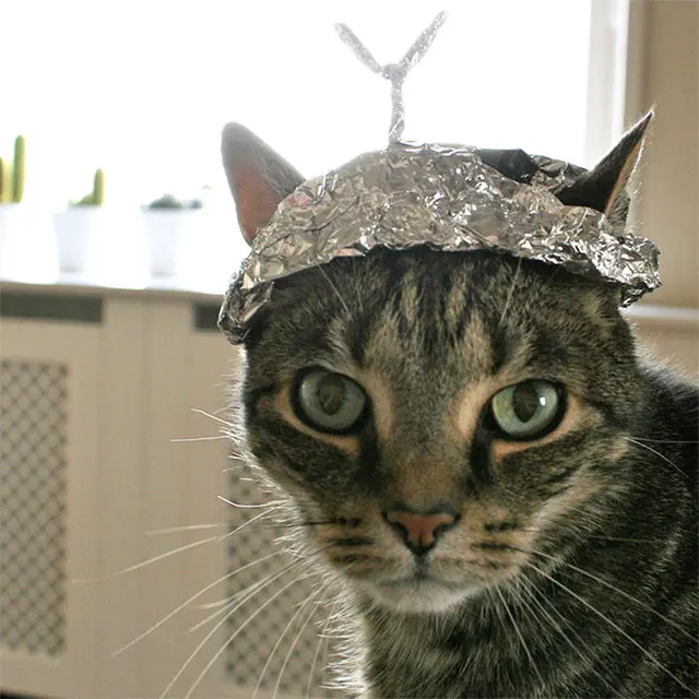 7 Potret Kucing Pakai Topi Aluminium Foil Berbagai Bentuk Ini Bikin Gemas