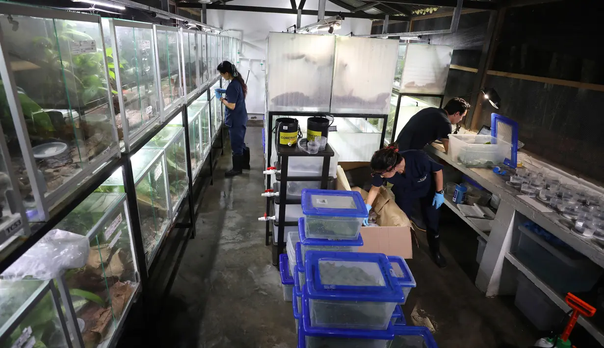 Para pekerja mengemas katak untuk diekspor ke AS di pusat penangkaran katak Tesoros de Colombia di Cundinamarca, Kolombia, Senin (20/5/2019). Ivan Lozano, pemilik penangkaran, ingin memulai program untuk mengisi kembali beberapa hutan dengan katak dibesarkan di lab-nya. (AP Photo/Fernando Vergara)
