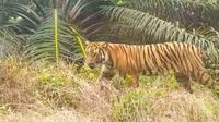 Harimau sumatra yang pernah terekam oleh warga. (Liputan6.com/Istimewa)