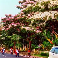 Guys, Pemandangan yang kamu lihat ini bukanlah musim semi di Jepang tapi ini sebuah jalan di Magelang, Jawa Tengah. Bagus banget, ya!