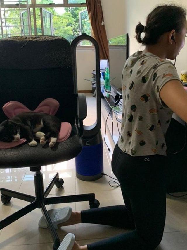 Tidak Sopan, 6 Potret Ini Tunjukkan Hewan Peliharaan Juga Perlu Dididik