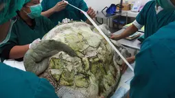 Petugas medis mempersiapkan operasi untuk penyu hijau betina di Fakultas Kedokteran Hewan, Thailand, Senin (6/3). Omsin menderita infeksi di bagian perut karena menelan ratusan koin yang dilemparkan pengunjung ke dalam kolam. (AP Photo/Sakchai Lalit)