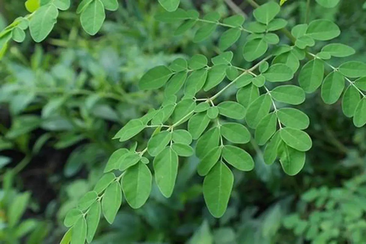 Manfaat daun kelor/copyright Pixabay.com/Iskandar63