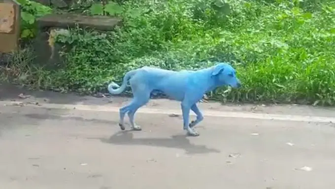 Copyright odditycentral.com