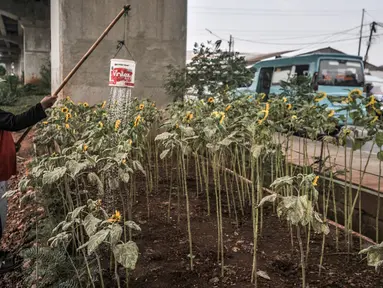 Budi (63) melakukan perawatan kebun bunga matahari di kawasan Kalimalang, Jakarta, Rabu (14/7/2021). Pandemi Covid-19 menyebabkan Budi kehilangan mata pencaharian sebagai penjual tiket pertandingan olahraga dan beralih profesi menjadi petani benih bunga matahari. (merdeka.com/Iqbal S Nugroho)