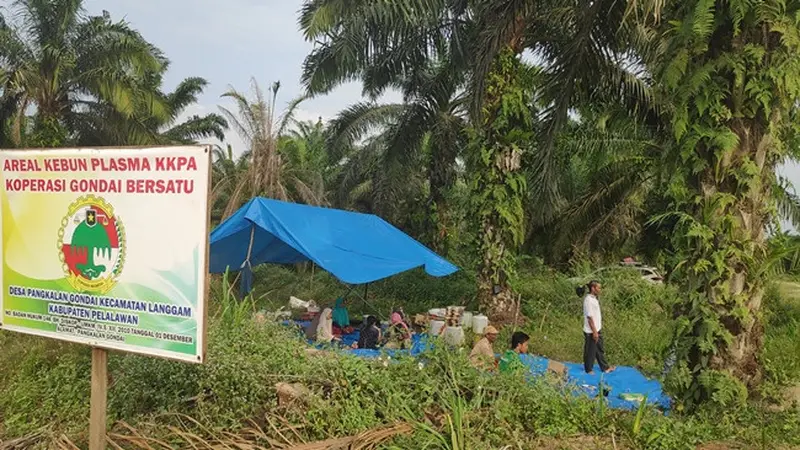 Tenda yang didirikan anggota Koperasi Gondai Bersatu, Kabupaten Pelalawan, sebagai perlawanan eksekusi lahan.