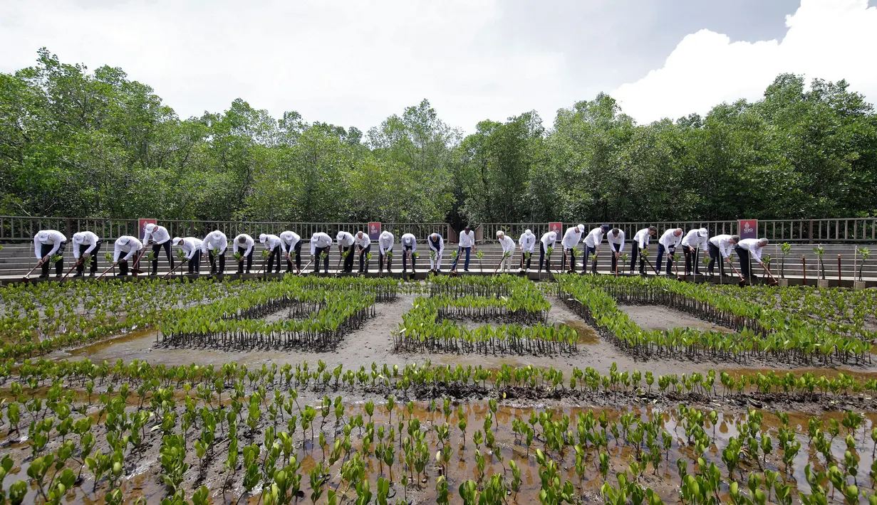 Para pemimpin dunia menanam bibitnya saat acara penanaman mangrove di sela-sela acara KTT G20 di Taman Hutan Raya Ngurah Rai, Denpasar, Bali, Indonesia, Rabu (16/11/2022). Para pemimpin dunia menanam mangrove bersama untuk menekankan peran penting menangani krisis iklim. (Mast Irham/Pool Photo via AP)