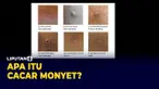 Apa itu Cacar Monyet? Ini Jawaban Para Ahli