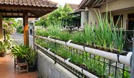 7 Model Teras dengan Daun Bawang dalam Talang PVC, Ide Berkebun yang Hemat Tempat