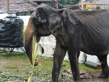 Gajah kurus bernama Tikiri memakan tumbuh-tumbuhan di Kuil Gigi, Kandy, Sri Lanka, Selasa (13/8/2019). Kondisi gajah berumur 70 tahun ini sangat miris dan rapuh. (STR/AFP)