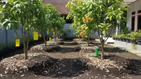 6 Cara Merawat Pohon Buah Agar Tetap Subur Meski Musim Kemarau Panjang
