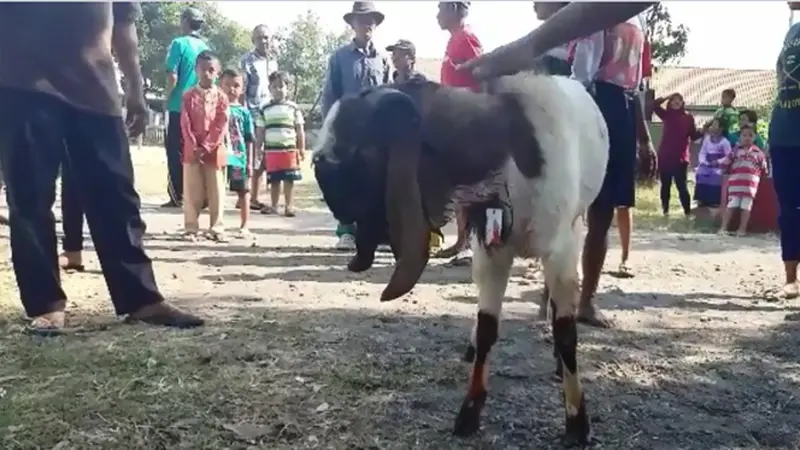 Kambing Sakti, Meski Sudah Disembelih Tapi Tak Mati