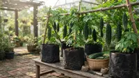 Cara Menanam Pare di Polybag, 6 Langkah Mudah untuk Berkebun di Rumah dengan Lahan Terbatas