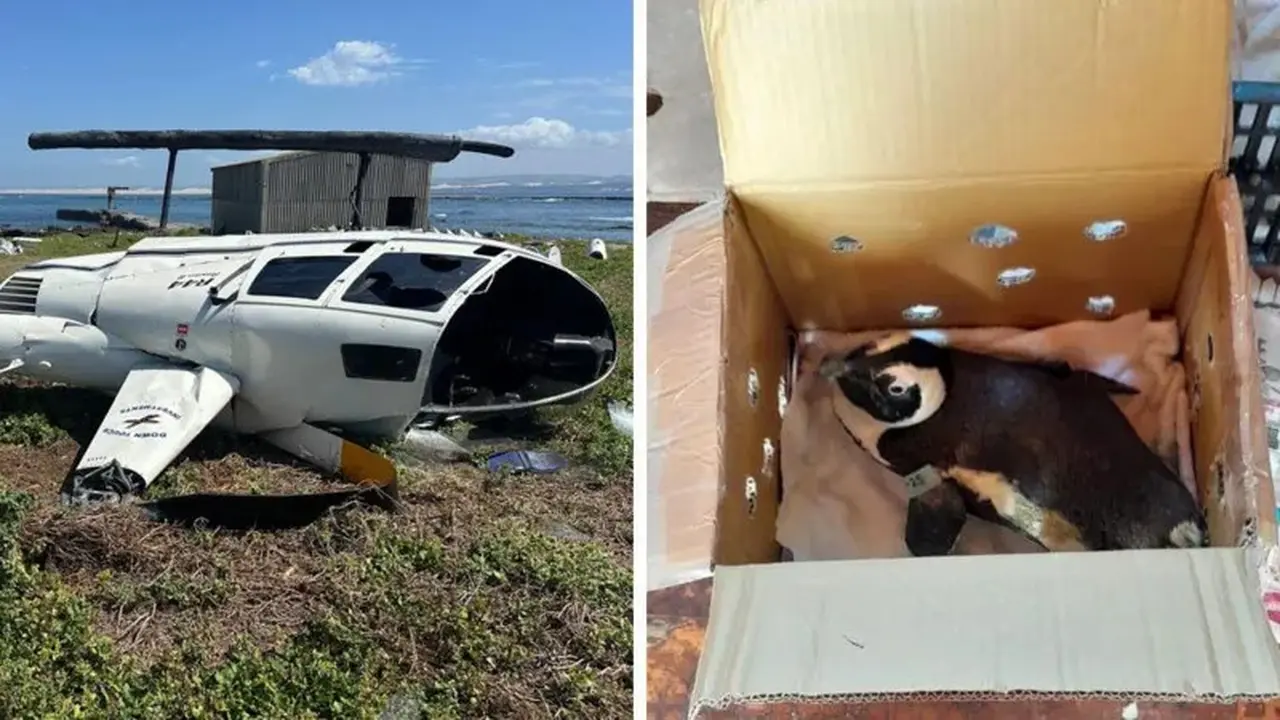 Tak lama setelah lepas landas, kotak yang berisi penguin tersebut menjatuhkan kontrol sehingga menyebabkan pilot kehilangan kendali atas helikopter tersebut. (South African Aviation Authority)