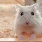 Hamster (iStock)