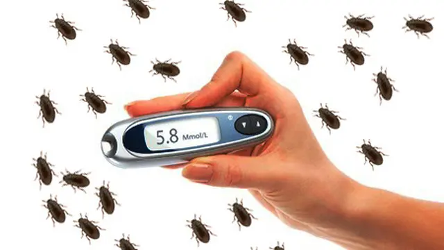 Semut Jepang Dapat Sembuhkan Diabetes?