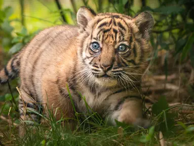 Dalam foto selebaran tanpa tanggal memperlihatkan seekor anak Harimu Sumatera di Kebun Binatang Wroclaw, Polandia. Kelahiran anak Harimau Sumatera berjenis kelamin betina pada 23 Mei  ini merupakan yang pertama dalam 20 tahun. (Wroclaw Zoo via AP)
