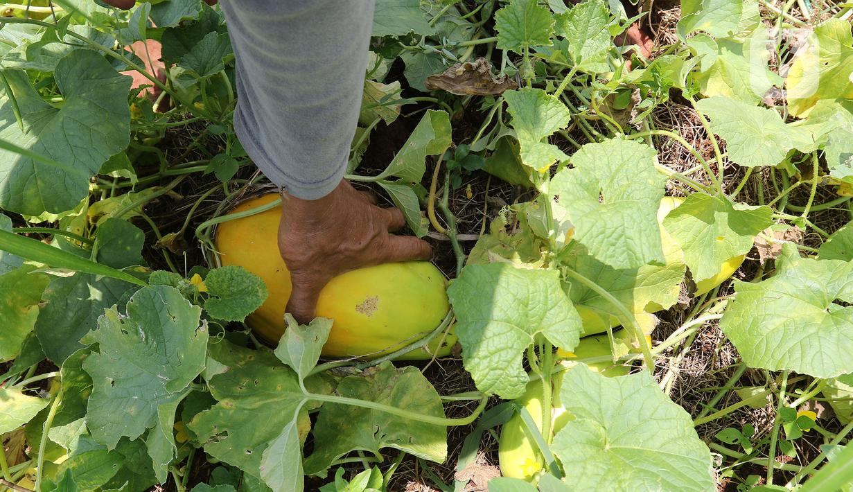 Petani memanen timun suri di kawasan Rangkapan Jaya Baru, Pancoran Mas, Depok, Jawa Barat, Selasa (13/4/2021). Timun suri dicari pembeli sebagai salah satu bahan menu minuman untuk berbuka puasa. (Liputan6.com/Herman Zakharia)