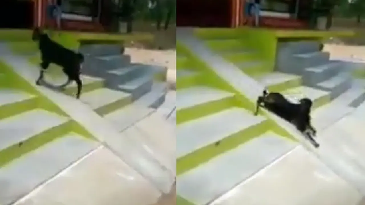 viral video kambing main perosotan