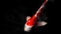 Ilustrasi Ikan Mas/https://unsplash.com/BUB Graphics