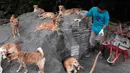 Pekerja memuat batu bata di dekat anjing di Pejaten Shelter di Jakarta (2/7/2020). Pejaten Shelter adalah tempat bagi lebih dari 1.400 anjing, kebanyakan dari mereka adalah anjing jalanan, sementara trah yang lebih besar seperti pitbull dan rottweiler disimpan di kandang. (AP Photo/Dita Alangkara)