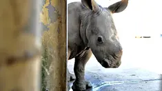 Bayi badak putih selatan berusia 29 hari terlihat di sebuah kandang di Kebun Binatang Leofoo Village di Hsinchu, Taiwan, Selasa (6/8/2019). Petugas kebun binatang akan memberi kesempatan kepada publik untuk menamai bayi badak jantan yang lahir pada Juli 2019 lalu tersebut. (Sam YEH / AFP)