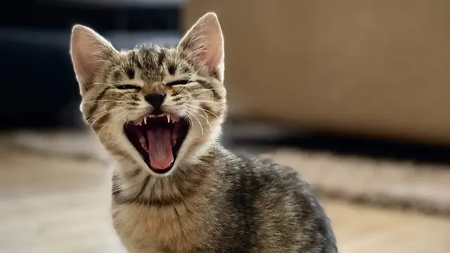 Kucing - Vania