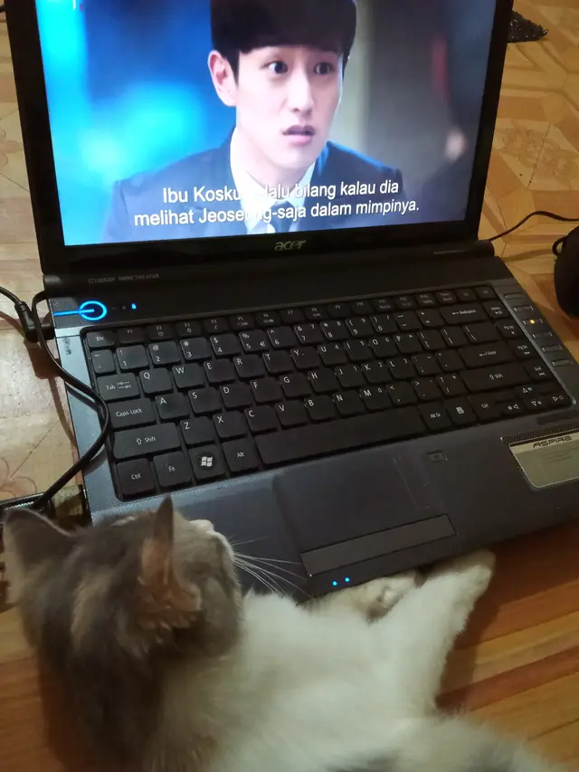 Kucing menonton televisi