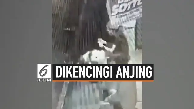 Ada-ada saja tingkah dua ekor anjing ini. Melihat seorang remaja sibuk bermain dengan ponselnya, anjing ini mengencingi remaja tersebut. Tingkah iseng dua ekor anjing ini terjadi di Novaliches, Filipina.