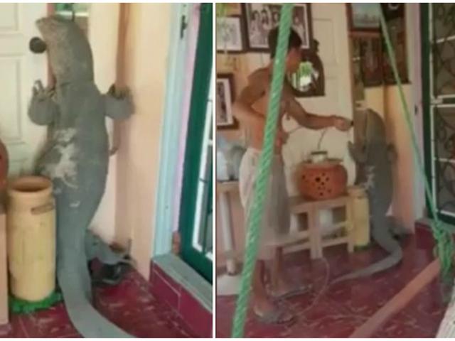 Mengerikan Biawak Berdiri Dan Mencoba Membuka Pintu Rumah Global Liputan6 Com
