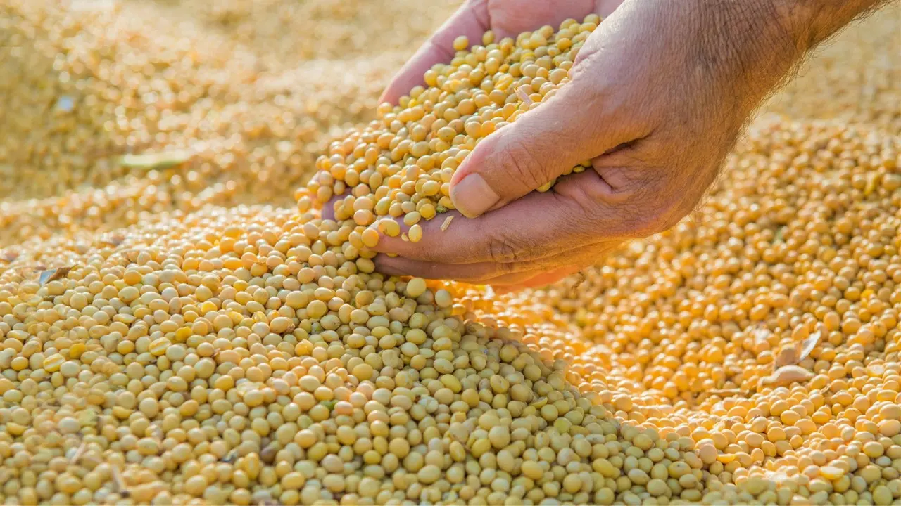 Importir kedelai Amerika Serikat kini akan menerima sertifikat Protokol Jaminan Keberlanjutan Kedelai (Soy Sustainability Assurance Protocol / SSAP)