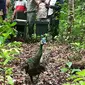 Burung Merak Hijau Dilepasliarkan Di Ujung Kulon, Kabupaten Pandeglang, Banten. (Jum'at, 06/11/2020). (Yandhi Deslatama/Liputan6.com)