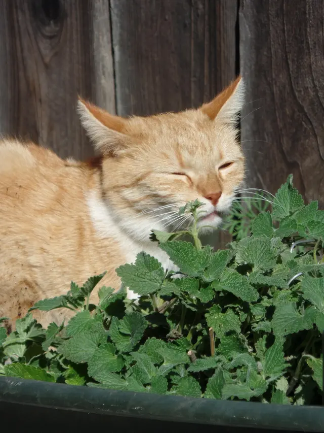 Catnip, Tanaman yang Ditakuti Ular Agar Tidak Masuk Rumah