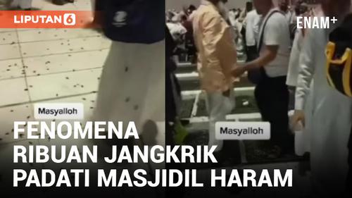 VIDEO: Masyaallah, Ribuan Jangkrik Padati Masjidil Haram