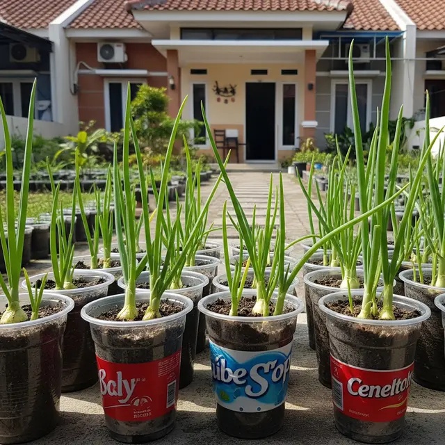 Cara Berkebun Bawang Daun di Cup Plastik Bekas Minuman, Mudah dan Ramah Lingkungan
