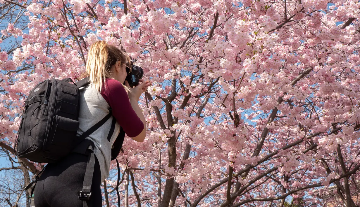 Seorang wanita mengambil foto pohon sakura Jepang yang mekar di sakura di Stadtpark di Wina, Austria (22/3). (AFP Photo/Joe Klamar)