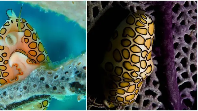 (c) allthatisinteresting.com