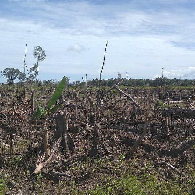 Puntung Rokok Pemicu Karhutla Di Aceh Regional Liputan6 Com