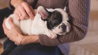 Ilustrasi anjing sebagai hewan peliharaan. (dok. pexels.com/Asnida Riani)